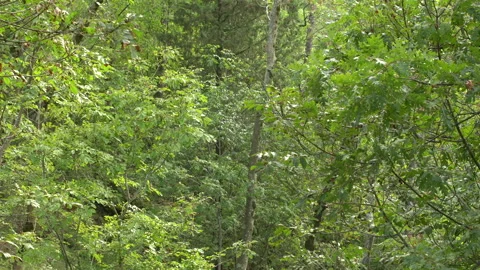 Light green thick forest in spring, 4K, DNxHR 스톡 동영상 152973207