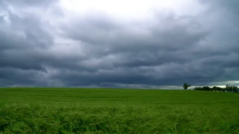 A light green wheat field blowing in the wind with dark clouds in the background 스톡 동영상 312443716