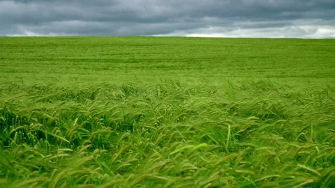 A light green wheat field blowing in the wind with dark clouds in the background Video stock 312443718