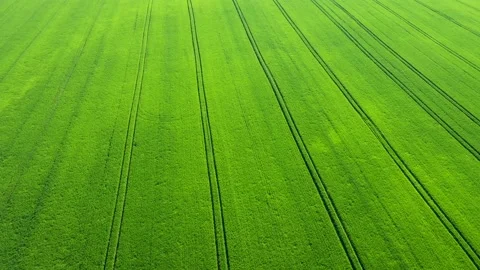 Light green wheat field textured close-up. Stock Footage 155596918