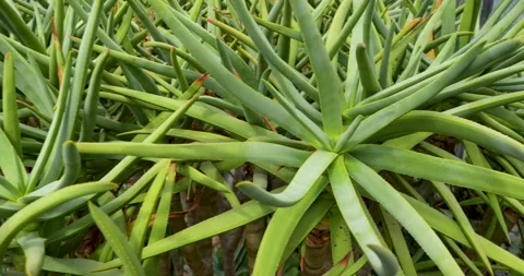 Light Green Wild Palm Cactus Stock Footage 285236504