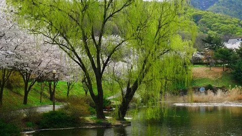 Light Green Willow Leaves 4k 스톡 동영상 77116552