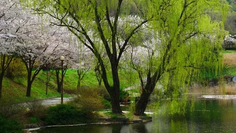 Light Green Willow Leaves. Stockbeeldmateriaal 80147254