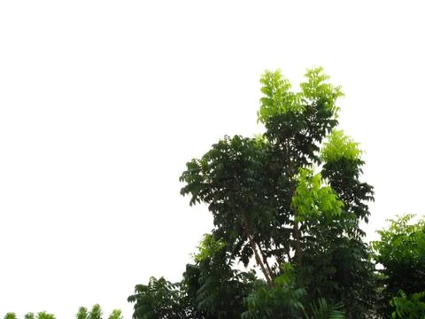Light green young shoot sprouting from tree bush, white background 库存照片