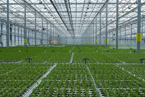 Light greenhouse with young sprouts of greenery. Stock Photos