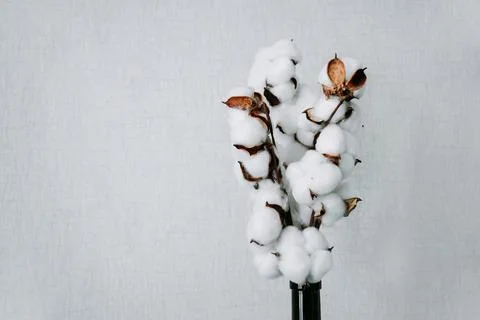 Light grey background with branch of artificial cotton flower. Copy space. Stock Photos