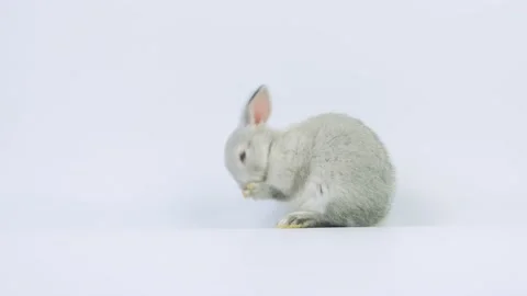 Light grey little rabbit stand and clean its foot. Stock Footage 147089008