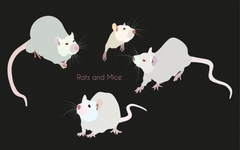 Light-grey nice rats and mice - a symbol of 2020 new year - on white backgrou Stock Illustration
