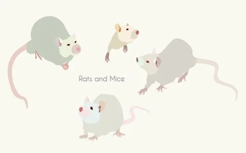 Light-grey nice rats and mice - a symbol of 2020 new year - on white backgrou Stock-Illustration