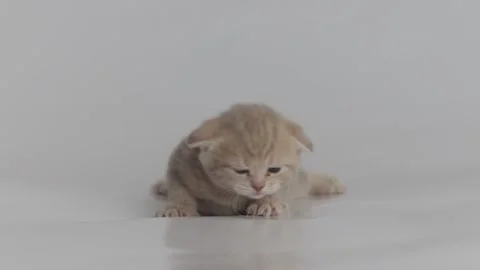 Light grey plush kitten on soft fabric, crawls and meows, close-up, light Stock Footage 220879958