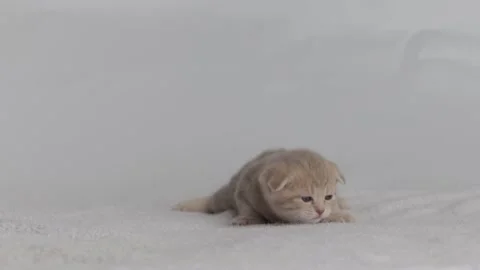 Light grey plush kitten on soft fabric, crawls and meows, close-up, light Stock Footage 221133996