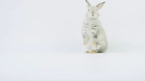 Light grey rabbit looking at camera and stand up on two legs. Stock Footage 147089019
