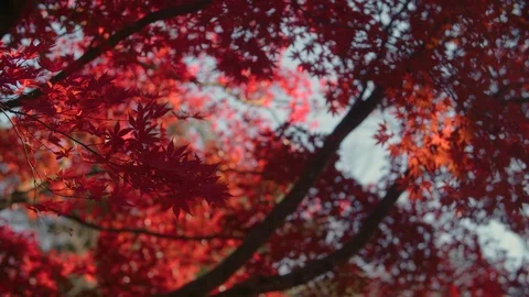 A light gust of wind removes vibrant red leaves from their branches in autumn 스톡 동영상 98259984