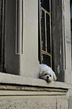 Light-haired dog looking out the window Stock Photos