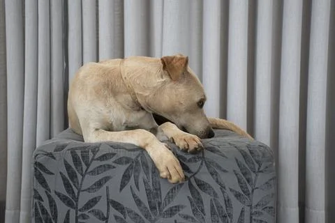 Light-haired dog lying on a puff in the living room on gray curtain backgroun Stock Photos