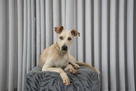 Light-haired dog lying on a puff in the living room on gray curtain backgroun Stock Photos