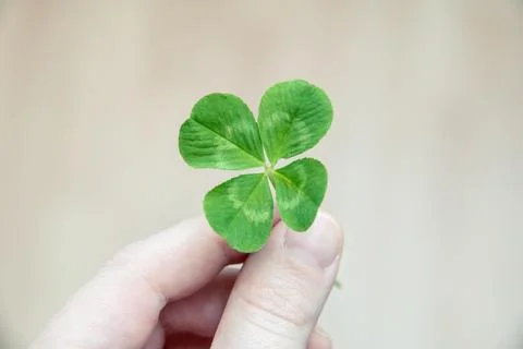 A light hand holds a four-leaf clover Stock Photos