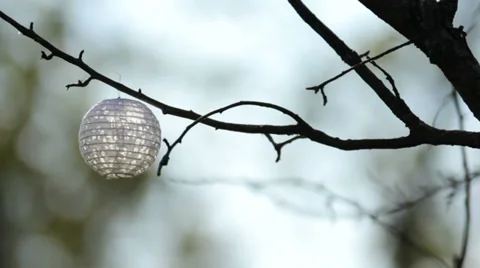 Light Hanging On Branch Video stock 36824293