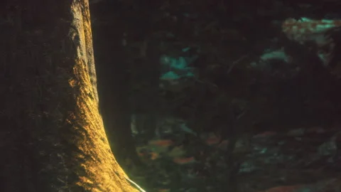 Light hits the side of a large tree in a forest during the day Vidéo 339879234