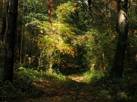 Light illuminates a tree with yellow leafs in autumn Stock Footage 342339556