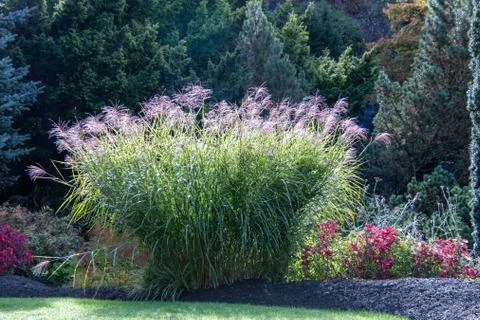Light illuminating through a bunch of Miscanthus sinensis plants. Stock Photos