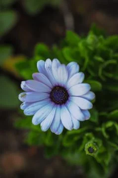 Light indigo flower Stock Photos