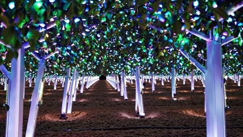 Light installation transforms orchard into enchanting display during night in ag Stock Footage 296187841