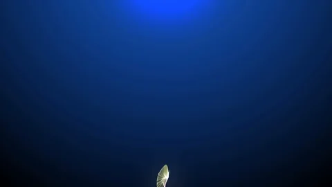 Light Jellyfish of Creative Inspiration.  Abstract Colorful Qualle jellyfish in  Stock Footage 99577260
