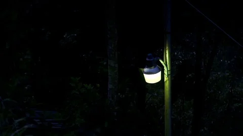 Light in jungle night 스톡 동영상 71994112