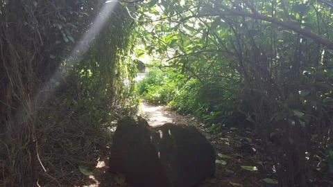 Light in the Jungle Stock Photos