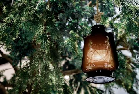 Light lantern hanking on pine tree 写真素材