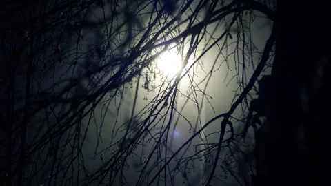 Light of a lantern through branches in fog in a dark gloomy city at night  動画素材 317190101