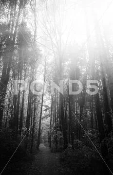 Light leak at autumn forest landscape background Stock Photo #140982475