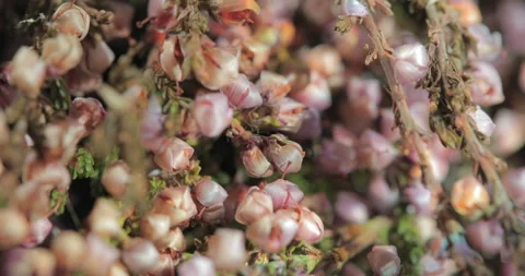 Light Leak Effect as background Stock Footage 164443801