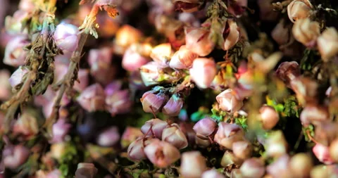 Light Leak Effect as background Stock Footage 169606231