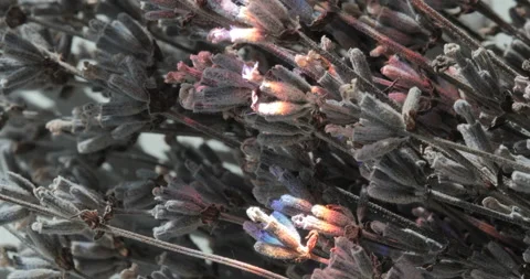 Light Leak Effect as background Stock Footage 169869235