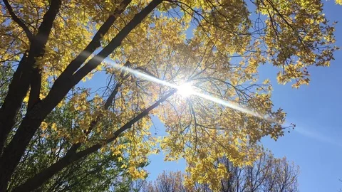 Light Leak Through Yellow Tree in Fall Video stock 80846178
