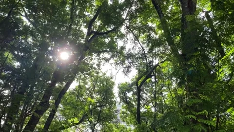 Light leaks of Sun through the branches of tree Stock Footage 135752978