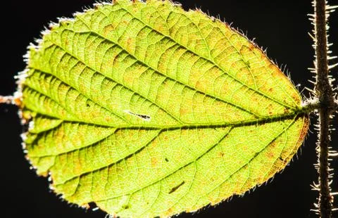 Light leave Stock Photos