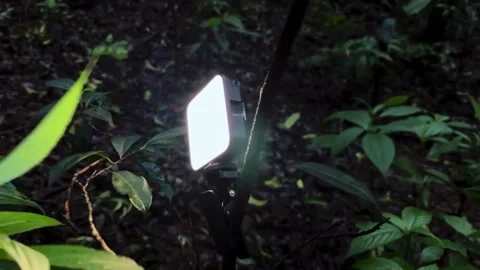 Light on Leaves, Electric light close up view Stock Footage 285930861