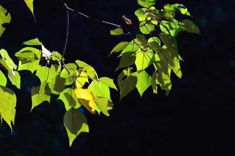 Light into the leaves. Stock Photos