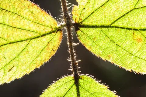 Light leaves Stock Photos
