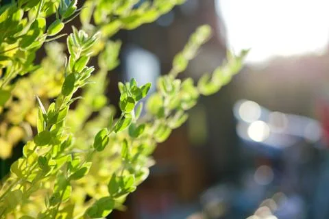Light leaves Stock Photos