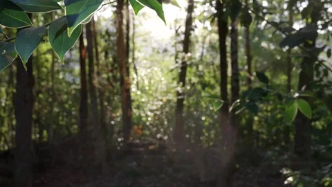 Light Licks &amp; Bugs Fly Around Forest In Summer 스톡 동영상 254036574