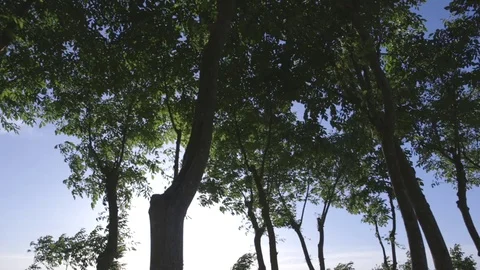 Light light among branches full of leaves Stock Footage 71202079