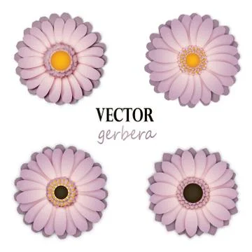Light lilac gerbera collection Stock Illustration