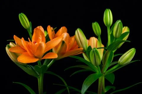 Light of lilies Stock Photos