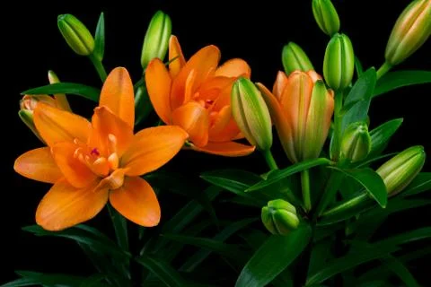 Light of lilies Stock Photos
