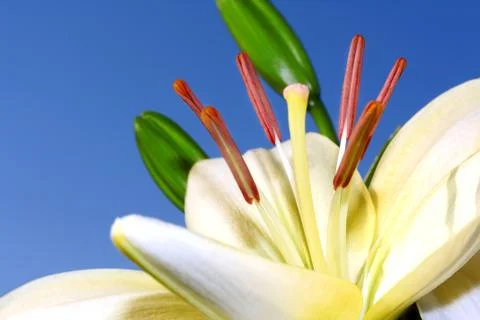 Light lily closeup Stock Photos