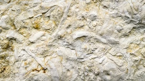 Light limestone with interesting texture visible. background Stock Footage 308453569